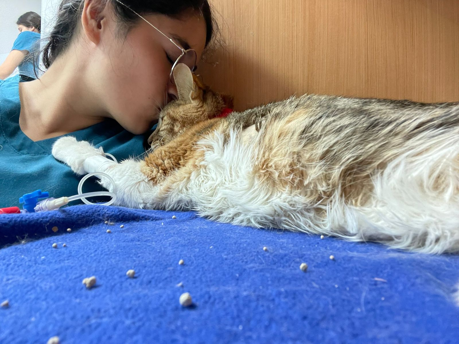 Consulta veterinaria